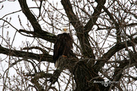 03 Eagles March 2021